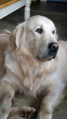 Funny Dogs Pics, Cream Retriever, White Retriever, White Golden Retriever, Dogs Pics, English Cream Golden Retriever, Cream Golden Retriever, English Golden Retrievers, Chien Golden Retriever