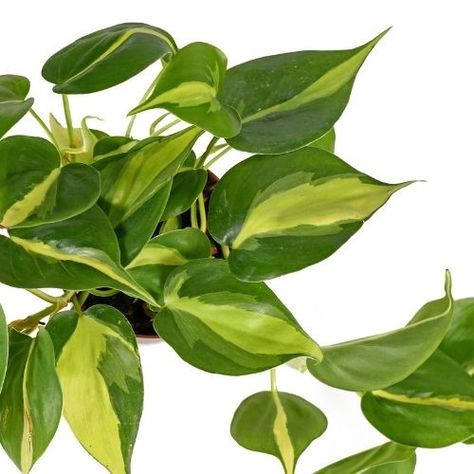 Philodendron Brazil, Pruning Basil, Propagation Tips, Philodendron Brasil, House Plants Hanging, Annual Garden, Plant House, Philodendron Plant, Trailing Plants