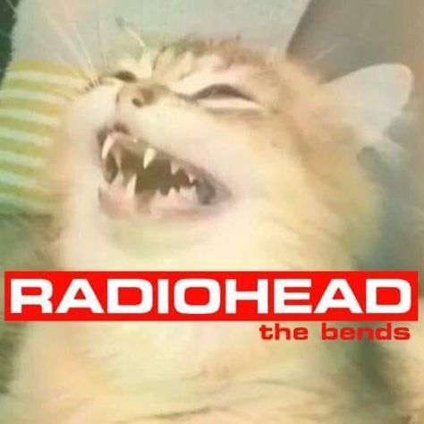 Radiohead cat the bends Radiohead Albums, Radiohead The Bends, Big Chungus, Silly Cars, The Bends, 10 Interesting Facts, Silly Cats Pictures, Silly Animals, Cat Posters