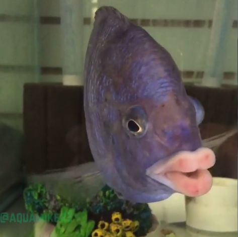 kissyface fish Fishing Room, 10 Funniest, Funny Dog Memes, Cute Fish, Fishing Humor, Marine Animals, Funny Animal Pictures, Sea Animals, Marine Life