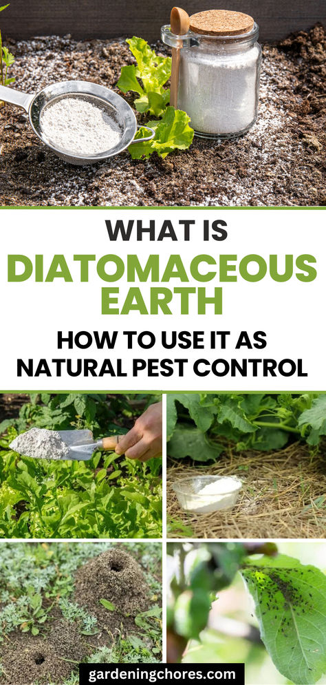 How to Effectively Use Diatomaceous Earth (DE) As a Natural Pest Control in Your Garden Vegetable Garden Pest Control, Natural Garden Pest Control, How To Use Diatomaceous Earth, Diatomaceous Earth Garden, Diatomaceous Earth Pest Control, Food Grade Diatomaceous Earth, How To Find Earth Worms, Slug Control, Plant Advice