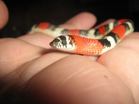 Tricolor Hognose Snake, Western Hognose, Snake Turtle, Danger Noodle, Snake Photos, Hognose Snake, Colorful Snakes, Dream Pet, Snake Lovers