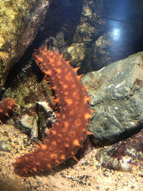 Giant Sea Cucumber Aquarium Pics, Sea Cucumber, Ocean Life, Splatoon, Otters, Sea Creatures, Cucumber, Water, Animals