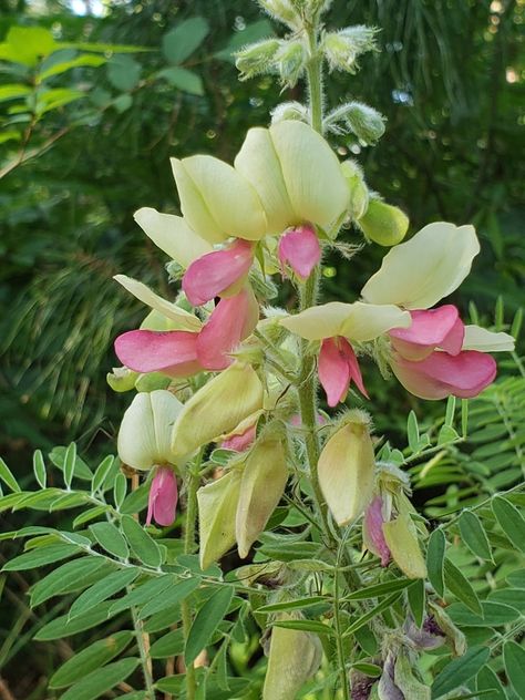 Goats Rue, Tyler Tx, May 11, Where The Heart Is, Goats, Yellow, Plants, Saying Goodbye, Color