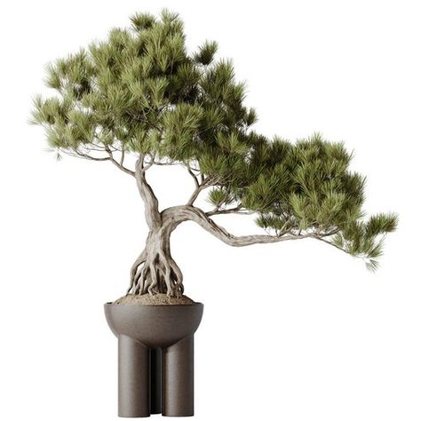 HQ HousePlants Bonsai Pinus Pentaphylla Thunbergii11 Material Library, Evergreen Trees, Organic Modern, In The Mountains, Zen, Plants, Quick Saves, Nature