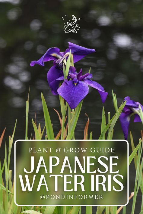 Transform your water garden into a haven of Japanese charm! Our guide shares expert tips on planting and growing Japanese Water Iris, Iris ensata. Dive into the world of aquatic elegance and watch these stunning blooms grace your landscape. #GardeningTips #WaterIris #AquaticBlooms #WaterGarden #AquaticGarden #AquaticFlower #WaterBlooms #Flower #FlowerGuide Iris Ensata, Water Iris, Japanese Water Garden, Japanese Iris, Seeds Benefits, Aquatic Garden, Japanese Flag, Rose Queen, Japanese Water