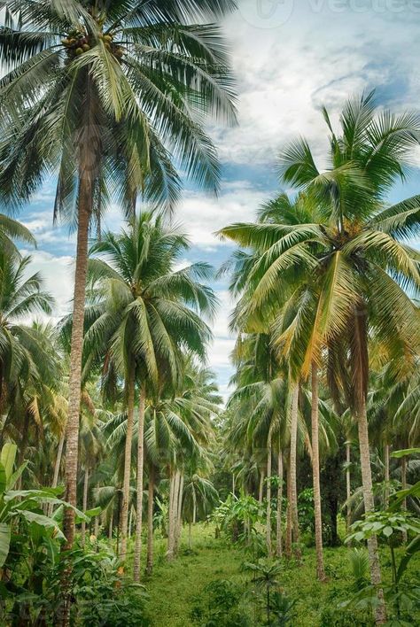 Coconut tree forest Coconut Tree Photography, Coconut Tree Wallpaper, Forest Logo Design, Tropical Forest Wallpaper, Coconut Images, Forest Logo, Album Layout, Photo Album Layout, Desktop Wallpaper Design