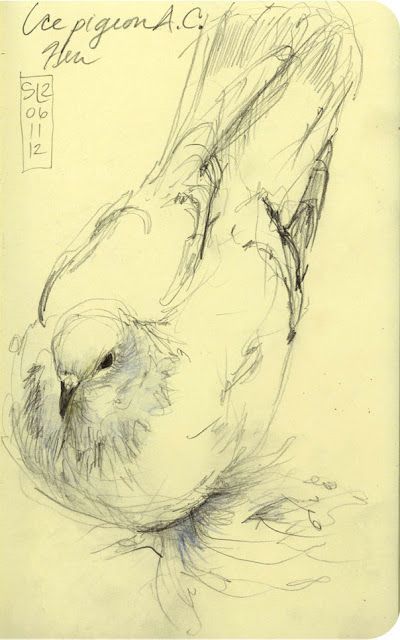 Pigeon Sketch, 수채화 그림, Arte Sketchbook, Arte Inspo, Animal Sketches, Bird Drawings, Sketch Ideas, Anatomy Art, Sketchbook Art Inspiration