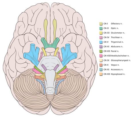 Cranial Nerves Human Body Worksheets, Facial Nerve, Brain Anatomy, Cranial Nerves, Medical School Studying, Nursing School Notes, Medical School Essentials, Medical Anatomy, Medical Knowledge