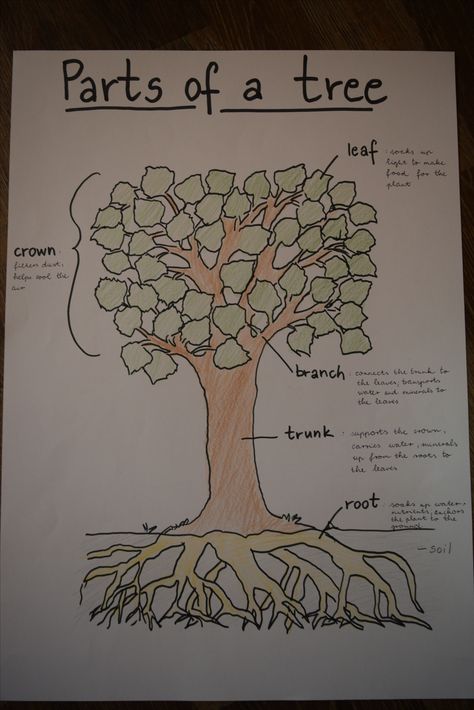 Parts of a tree anchor chart for kids Parts Of A Tree Anchor Chart, Tree Anchor Chart Preschool, Trees Anchor Chart, Chicka Chicka Boom Boom Anchor Chart, Tree Anchor Chart, Prek Lessons, Parts Of A Tree, Tree Unit, Forest Crafts