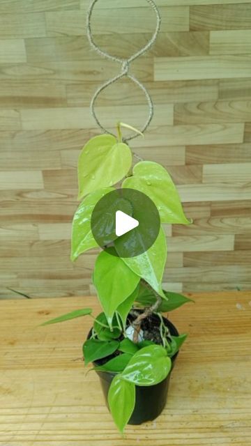 Money Plant Decor Indian, Money Plant Decor, Decor Indian Home, Money Plant, Indian Decor, Indian Home, Plant Decor, Money, Plants