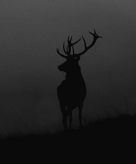 Dark Animals Aesthetic, Dark Folk Aesthetic, Hannibal Aesthetic Dark, Dark Core, Nordic Aesthetic, Dark Naturalism, Dark Forest Aesthetic, Medieval Aesthetic, Doom Metal