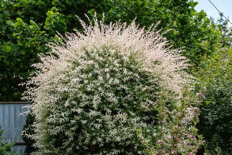 Flamingo tree (Salix integra 'Hakuro-nishiki'. Getty Images Dappled Willow Tree, Fast Growing Shrubs, Lollipop Tree, Dappled Willow, Front Gardens, Winter Plants, Potted Trees, Replant, Deciduous Trees