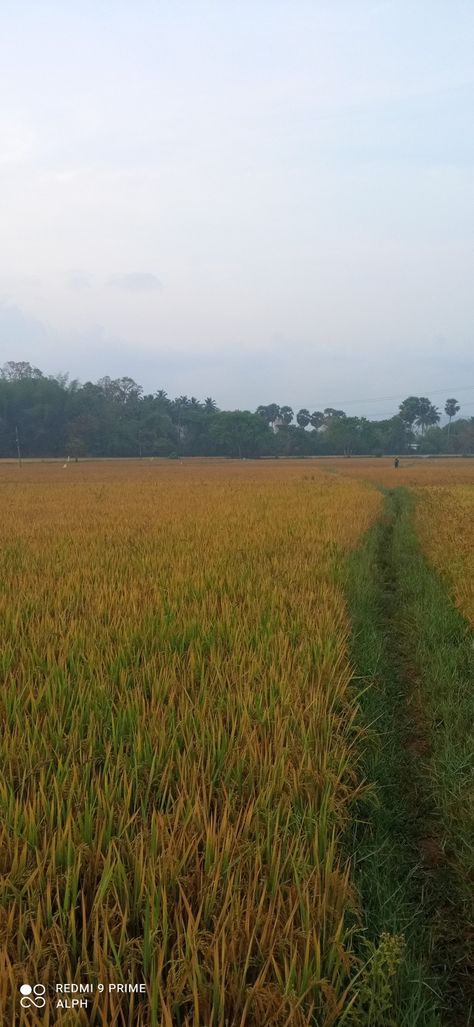 This is about the paddy field it's green and brown colour Kerala Vibes, Palakkad Kerala, Paddy Field, India Photography, Abstract Wallpaper Backgrounds, Kerala India, Cool Pictures Of Nature, Abstract Wallpaper, Kerala