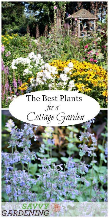 Informal Gardens, Cottage Garden Patio, Funny Vine, Long Blooming Perennials, Gladioli, Cottage Garden Design, Cottage Garden Plants, Garden Wallpaper, Thriving Garden