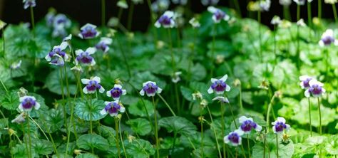 9 Best Ground Cover Plants In Australia | All Green Ground Cover Plants Australia, All Green Nursery, Flowering Ground Cover Perennials, Ground Covers For Sun, Best Ground Cover Plants, Low Growing Ground Cover, Australian Native Garden, Green Ground, Australian Garden