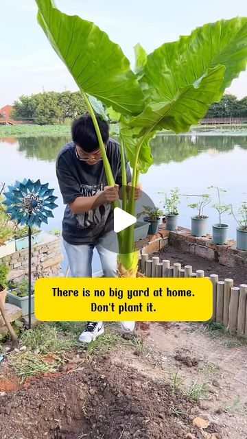 Elephant Ears Plants, Bio On Instagram, Elephant Ear Plant, Big Yard, Elephant Ears, Container Gardens, Container Gardening, Link In Bio, New Homes