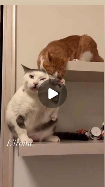 121K views · 10K likes | L’ironic on Instagram: "😻😻😹 #lovecat #lovecat #funnycat #carfunny #pourtoi #lironic" Happy Cat Gif, Chicken Thigh Recipe, Small Kitten, Best Cat Gifs, Cat Vs Dog, Tiny Cats, Sleeping Kitten, Image Chat, Kitten Gif