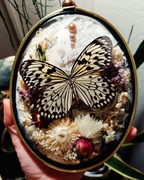 This romantic vintage frame houses a gorgeous Wood Nymph Butterfly nestled over dried flowers and a faux snake skeleton. 🐍 Complemented with a cream crushed velvet with white lace overlay backdrop and a few rose-gold pearl embellishments . . . Available on my Etsy site 🌼😊 . . #butterflies #butterflyart #insecttaxidermy #insectart #cottagecore #vintageframes #vintagedecor #romanticart #victoriandecor #driedflowers #flowerart #vultureculture #moodydecor #darkacademia #witchvibes #witchy Snake Skeleton, Taxidermy Display, Wood Nymph, Insect Taxidermy, Wood Nymphs, Moody Decor, Rose Gold Pearl, Victorian Decor, Insect Art