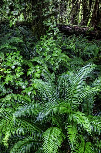 Ferns in Hoh Rainforest - Washington State Hoh Rainforest, Woodland Garden, Forest Floor, Tropical Rainforest, Green Forest, Green Nature, Alam Yang Indah, Alam Semula Jadi, Tropical Garden