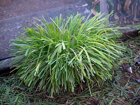 Newly pruned lemongrass mound Once you’ve got the shape you want, you can finesse the cut and go all Edwards Scissorhands on it, trimming random brown tips here and there until your OCD wears off. Read more at https://www.gardenbetty.com/two-year-lemongrass-update-and-how-to-tame-that-wild-thing/#PRw1lzyoGcb4tgEv.99 Garden Betty, Rock Wall Gardens, Lemongrass Plant, Cousin It, Straw Mulch, Perennial Herbs, Porch Garden, A Haircut, Backyard Fire