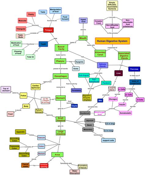 Human Digestive System-Concept Map Digestive System Flow Chart, Human Digestive System, Concept Map, Medical Coding, Flow Chart, Microbiology, Science Education, Digestive System, Biology