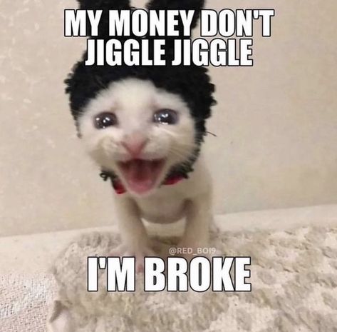 Funny Looking Cats, Sleepover Things, Funny Pix, Funny Animal Photos, I'm Broke, Silly Cats Pictures, Funny Animal Jokes, My Money, Silly Animals