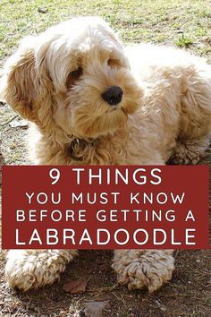 Labradoodle Full Grown, Labradoodle Haircut Style, Labradoodle Mini, Labradoodle Grooming, Mini Labradoodle Puppy, Labradoodle Miniature, Chocolate Labradoodle, Labradoodle Dogs, Australian Labradoodle