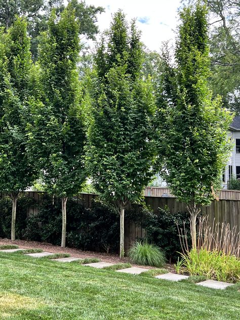 Row Of Trees, Backyard Trees, Privacy Landscaping, Backyard Plan, Backyard Garden Landscape, House Landscaping, Front Landscaping, Front House, Fence Landscaping