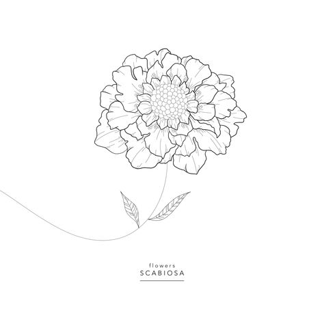 Flowers ⚘ Scabiosa ⚘ Scabiosa ⚘ Scabiosa Flower Tattoo, Scabiosa Flower Drawing, Scabiosa Flower, Flower Tattoos, Flower Drawing, Line Drawing, Flower Tattoo, Perennials, Wild Flowers