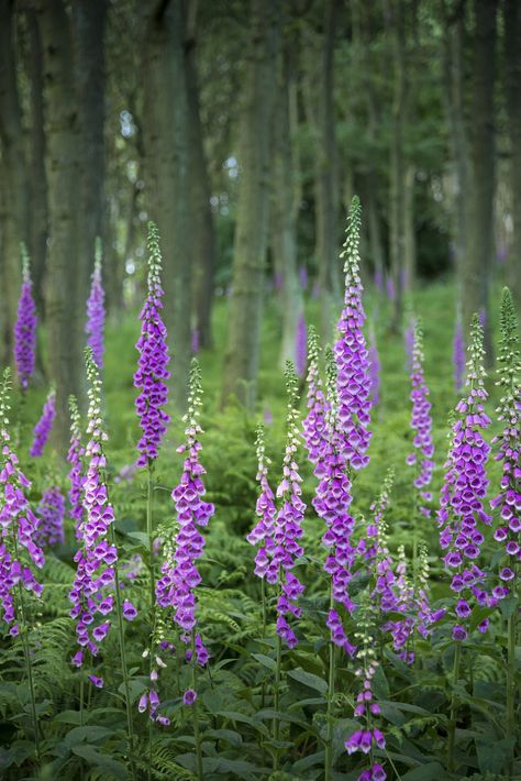 Tall Foxgloves Ladybower Reservoir, Violet Garden, Derbyshire England, Matka Natura, Blue And Purple Flowers, Magical Garden, Future Goals, Lush Garden, Flower Seeds