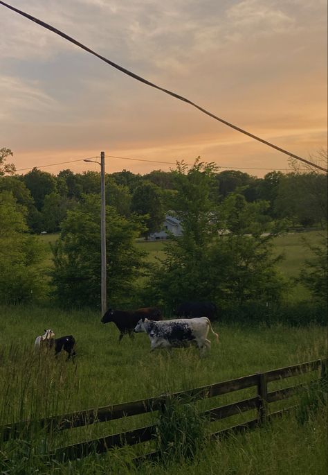 Georgia Summer Aesthetic, Illinois Aesthetic Country, Tennessee Summer Aesthetic, Midwest Farm Aesthetic, Ohio Summer Aesthetic, Summer Aesthetic Midwest, Midwestern Summer Aesthetic, Suburban Summer Aesthetic, Texas Summer Aesthetic