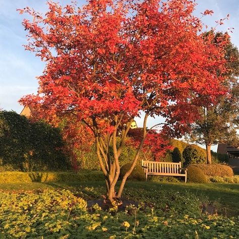 Amelanchier lamarckii | Erica Garden Amelanchier Lamarckii, Princess Paris, Front Courtyard, Corner Garden, Japanese Maple, Garden Trees, Country Gardening, Private Garden, Small Trees