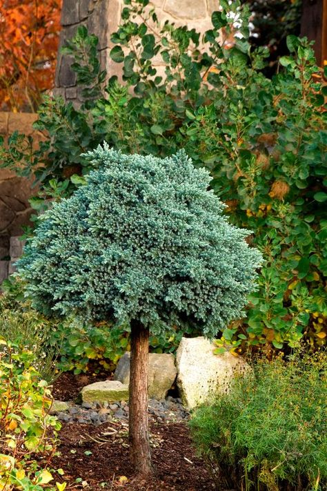 Utah Gardening, Blue Star Juniper, Evergreen Bush, Monrovia Plants, Juniper Tree, Plant Catalogs, Border Plants, Miniature Trees, Blue Spruce