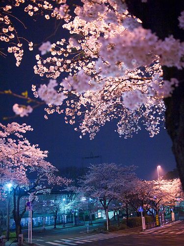 P3279201 | by whitefield_d Japan Cherry Blossom, Cherry Blossom Wallpaper, Cherry Blossom Japan, Sakura Tree, Sakura Cherry Blossom, Cherry Blossom Tree, Blossom Trees, Linkin Park, Alam Yang Indah