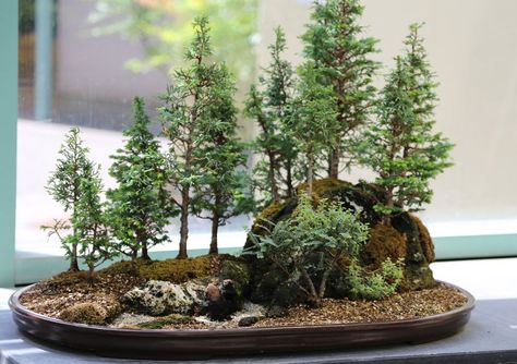 15 Beautiful Bonsai Forests     «TwistedSifter Redwood Bonsai, Flowering Bonsai Tree, Bonsai Forest, Bonsai Tree Types, Bonsai Tree Care, Indoor Bonsai Tree, Bonsai Seeds, Plantas Bonsai, Mini Bonsai