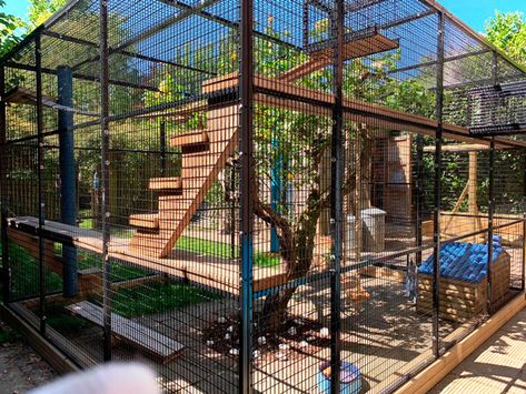 Outdoor Cat Run, Outdoor Cat Tree, Outside Cat Enclosure, Catio Plans, Diy Cat Enclosure, Outdoor Pet Enclosure, Cat Home Decor, Cat Fence, Cat Patio