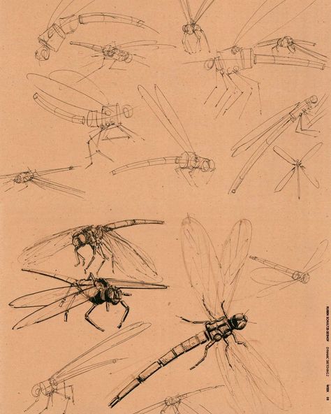 Ruben Schultze-Seehof on Instagram: “Dragonfly Insect Studies. Analyzing simple Shapes, Body Structures, Legs, and Wing Movement. ⁠⠀ ⁠⠀ ⁠⠀ #learningart #locationdrawing…” Dragonfly Reference, Insect Sketch, Insect Reference, Wing Movement, Draw Insects, Drawing Insects, Side View Drawing, Polish Tattoos, Movement Drawing