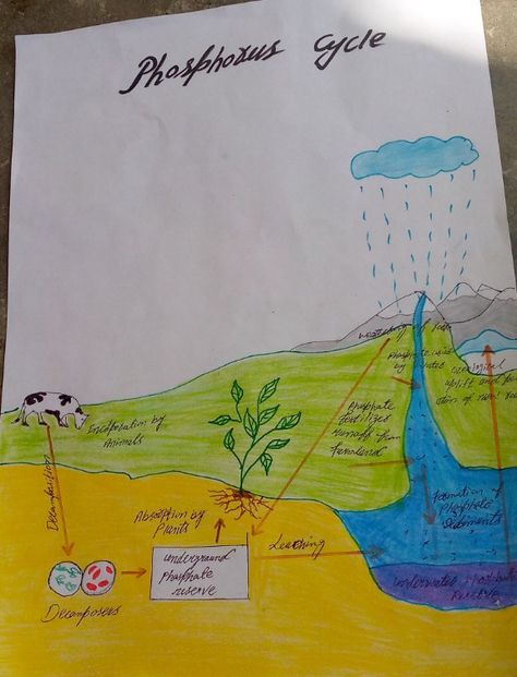 Biological cycle important to life Phosphorus Cycle, Cycle Drawing, Cycling, Drawings, Quick Saves, Art