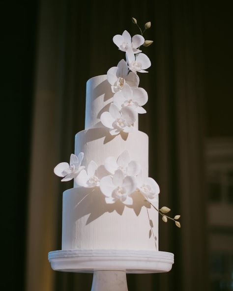 Pétalo | Kendra P. | W E D D I N G C A K E ⁣⁣⁣ ⁣⁣⁣ Celebrating E & N with a sophisticated white wedding cake, beautifully featuring timeless sugar orchids… | Instagram Orchid Wedding Cake, Orchid Cake, Baby Breath, Orchid Wedding, White Wedding Cake, Cake Designs, White Wedding, A K, Wedding Cake