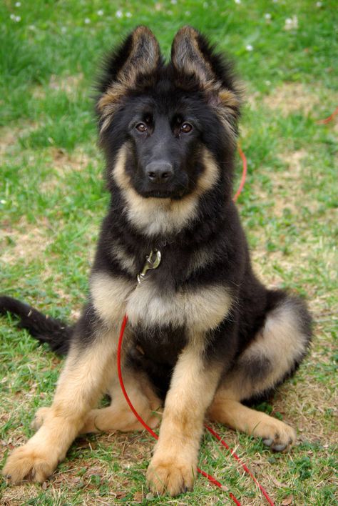 when i get one i will name her either nala (lion king) meaning beloved or gift ... or something else, i havent thought that much into it Most Beautiful Dog Breeds, Images Of, Beautiful Dog Breeds, Most Beautiful Dogs, Dog German, Coban, Gsd Puppies, Puppy Photos, Shepherd Puppies