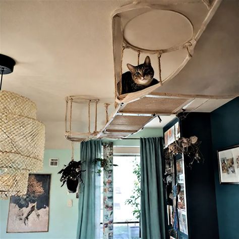 25 Cat Room Ideas to Pamper Your Pet Ultimate Cat Room, Cat Playroom Indoor, Apartment Pet Ideas, Cat Wall Shelves Aesthetic, Cat Sanctuary Ideas Indoor, Cat Room Ideas Small Spaces Apartment, Apartment Cat Ideas Small Spaces, Animal Room Ideas Pets, Cat Room Ideas Small Spaces