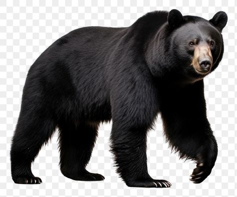 Bear Png, Animal Images, Bear Animal, Animal Wildlife, Word Pictures, Animals Images, Black Bear, Free Image, Public Domain