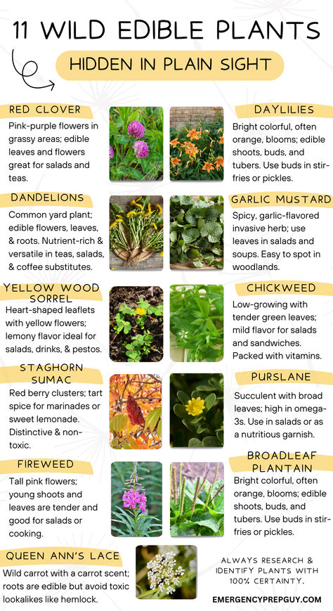 Colorful infographic showcasing 11 wild edible plants with descriptions and images, perfect for beginners exploring foraging opportunities Grow Your Own Mealworms, Wild Plants You Can Eat, Wild Lettuce Benefits, Edible Plants Survival, Quick Growing Plants, Foraging Aesthetic, Latin Spells, Nutrition In Plants, Edible Grass