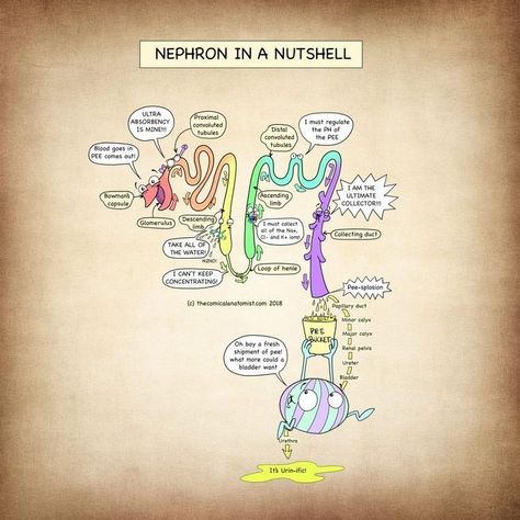 Renal Physiology, Medical School Humor, Anatomy Flashcards, Nursing Study Guide, Basic Anatomy And Physiology, Medical Student Study, Medical Laboratory Science, Nursing School Survival, Biology Lessons