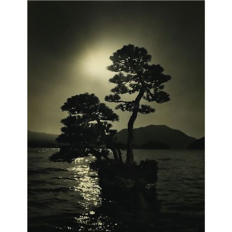 Artwork by Masao Yamamoto, BONSAI #4021, Made of gelatin silver print Japanese Photography, Yamanashi, Gelatin Silver Print, Contemporary Fine Art, Freelance Photographer, Contemporary Photography, Documentary Photography, Cebu, Film Stills