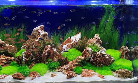 How to Keep Your Aquarium Crystal Clear - Aquarium Tidings Nature Tank, Aquascape Design, Underwater Plants, Water Grass, Nature Aquarium, Fishing For Beginners, Aquascape Aquarium, Fish Tank Plants, Grasses Landscaping