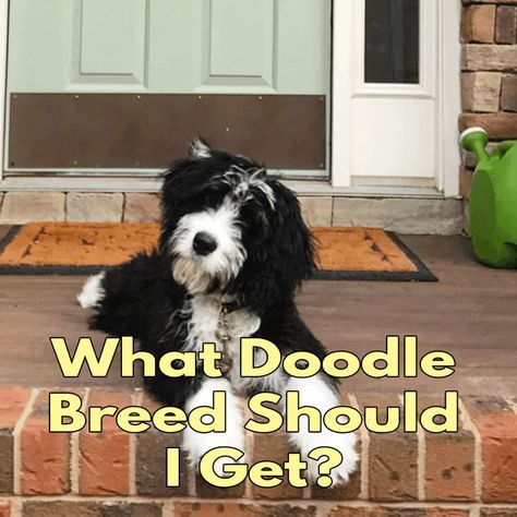 Family Doodle, Doodle Dog Breeds, Doodle Breeds, Standard Goldendoodle, Labradoodle Dogs, Really Cute Puppies, Cool Doodles, Doodle Puppy, Dog Mixes