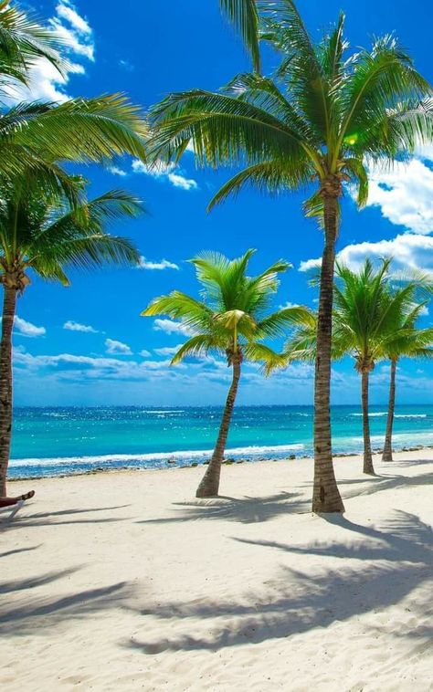 Dominican Republic Beaches, Beautiful Beaches Paradise, Punta Cana Beach, Beautiful Beach Pictures, Beach Picture, Tropical Beaches, Beach Wallpaper, Quintana Roo, Beautiful Places Nature