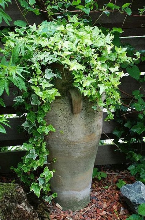 Ivy In Pots Container Gardening, Ivy In Containers, Ivy In Pots, Ivy Landscaping Ideas, Potted Ivy, Front Planters, Tall Pots, Variegated Ivy, Ivy Cottage